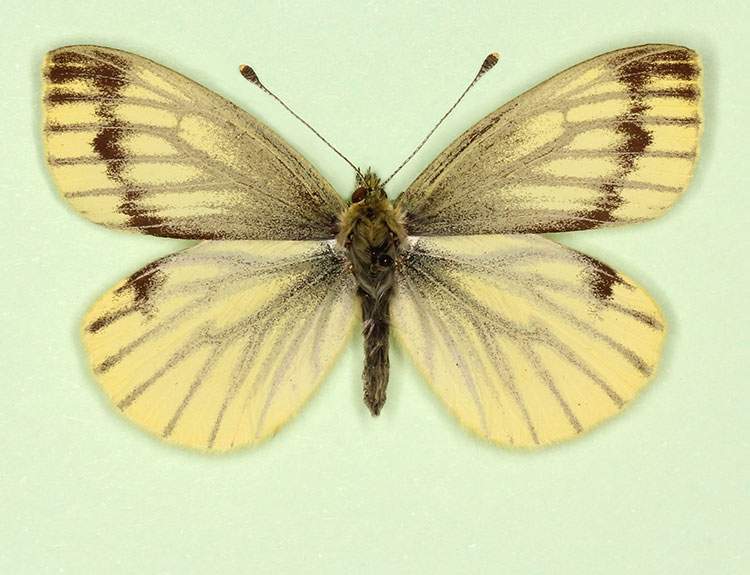 Pieris napi female (aberrant form flava + continua 2) (Internet Image property of respective owner, non-commercial use only)